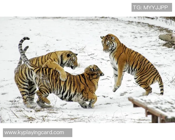 吉林东北虎主场迁至长春市体育馆自1月19日起正式启用